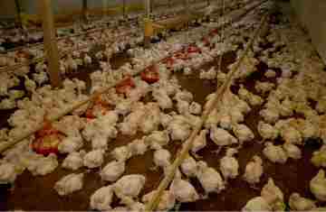  Estado e Seara anunciam R$ 475 milhões para impulsionar cadeia produtiva de frango no Paraná